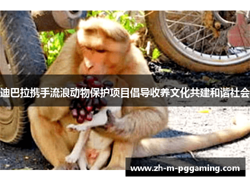 迪巴拉携手流浪动物保护项目倡导收养文化共建和谐社会 迪巴拉携手流浪动物保护项目倡导收养文化共建和谐社会